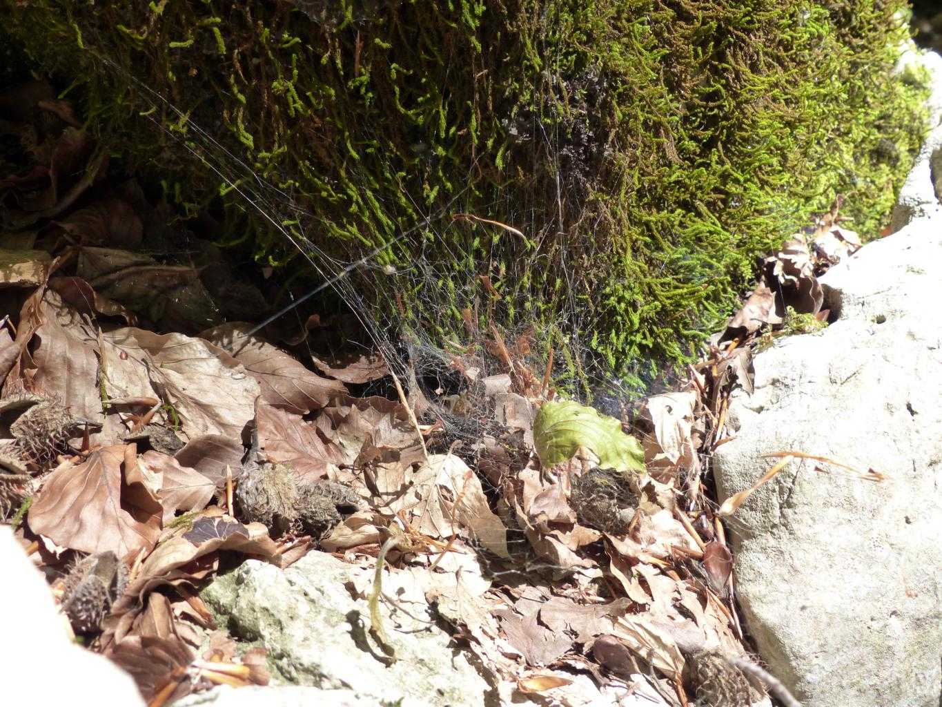 Aterigena ligurica - Monte Gennaro (RM)